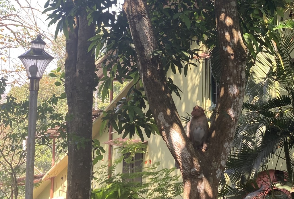 Staying at an Ashram in India: Sivananda Neyyar Dam